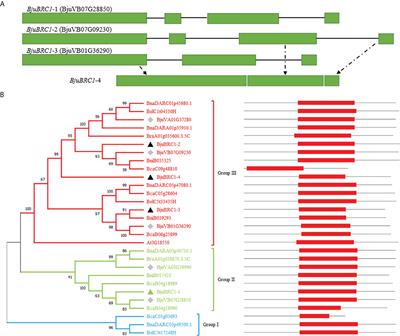 Brassica juncea BRC1-1 induced by SD negatively regulates flowering by directly interacting with BjuFT and BjuFUL promoter